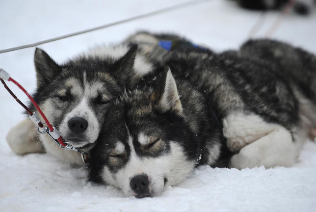 Siberian Huskies rest on December 15, 20 