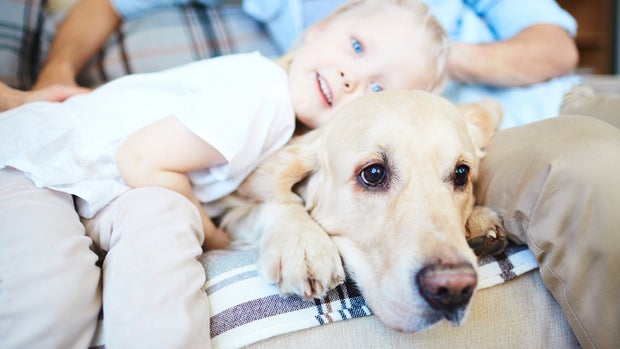 The most popular dog breeds in America