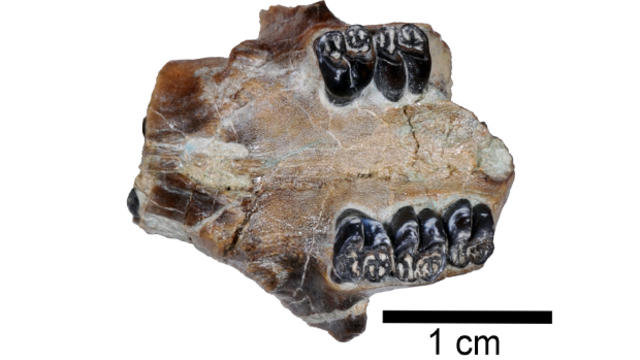 beaver-fossil.jpg 