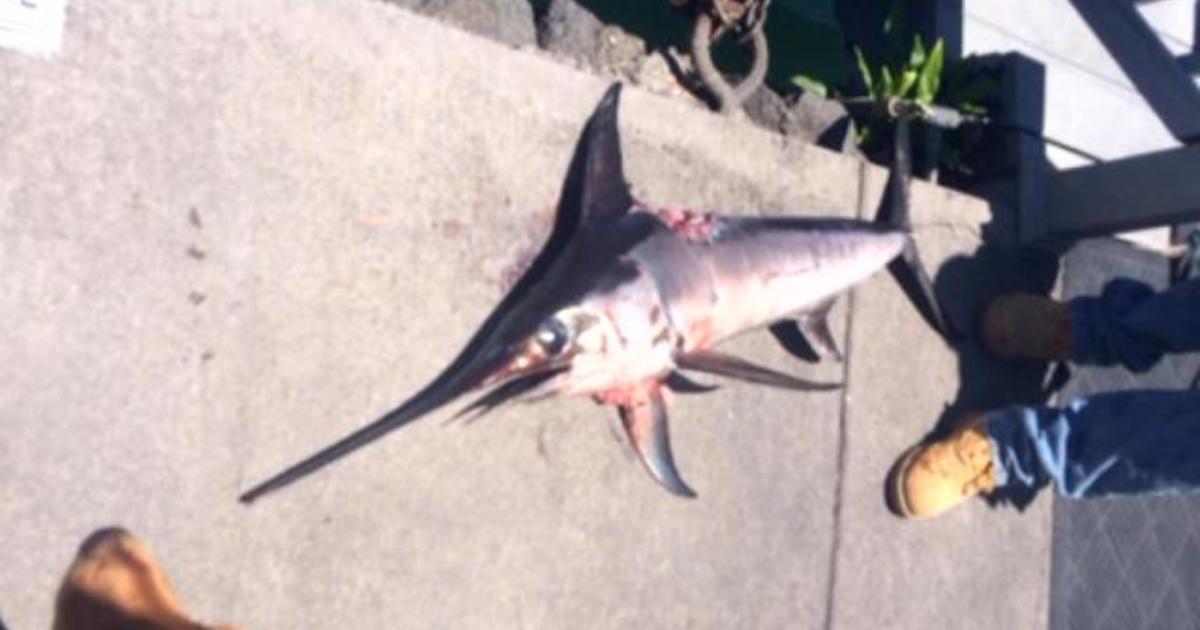 Hawaii man impaled, killed by swordfish CBS News