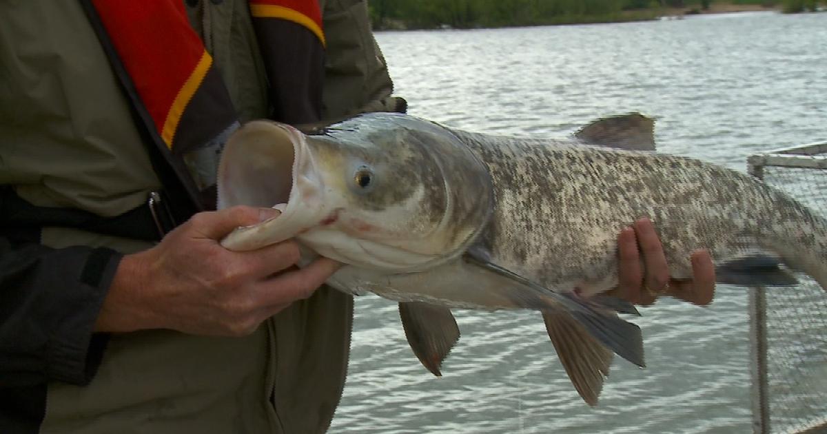109-pound bighead carp caught in Illinois River backwaters