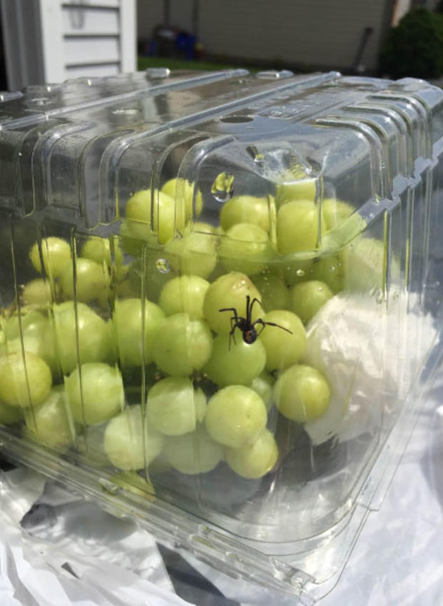 Spider In Grapes 
