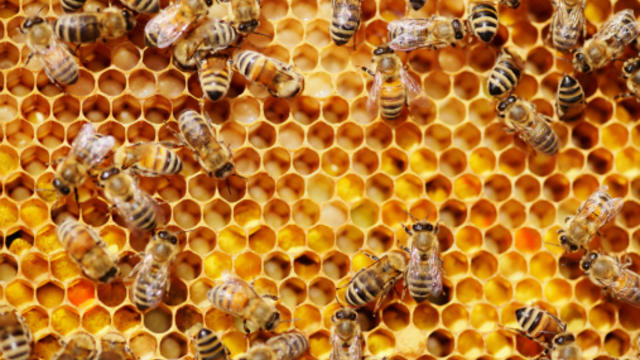 bees.jpg 