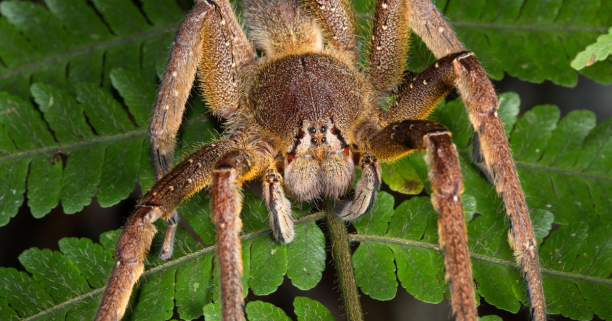 The world's most dangerous spiders (WARNING GRAPHIC IMAGES)