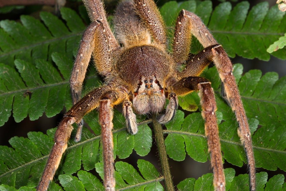 Wandering Spider Size Brazilian Wandering Spider | Weird N' Wild