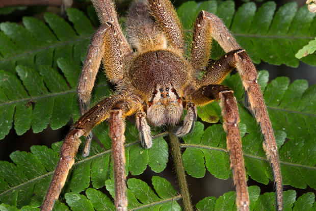 brazilian-wandering-spider.jpg 