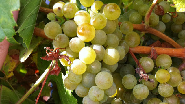 washington-wine-grapes.jpg 