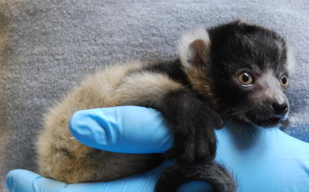 Black and White Ruffed Lemur Infants_ June 4 2015 (37) 