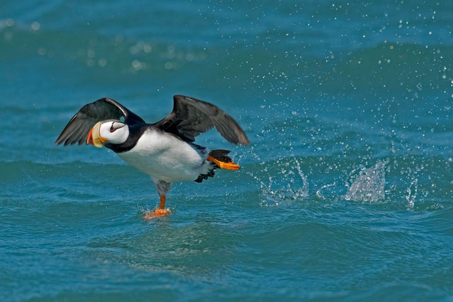 sfwaaronbaggenstos278455-horned-puffin-kk.jpg 