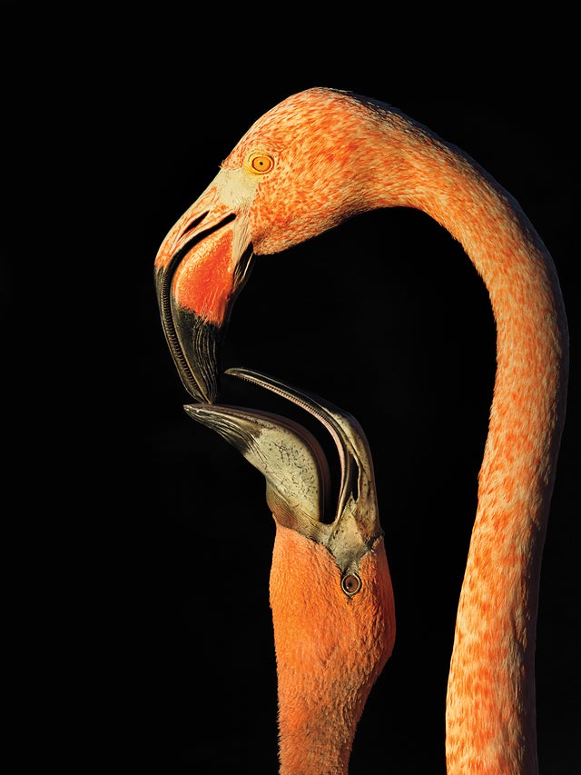 sfwsteverussellamericanflamingo.jpg 