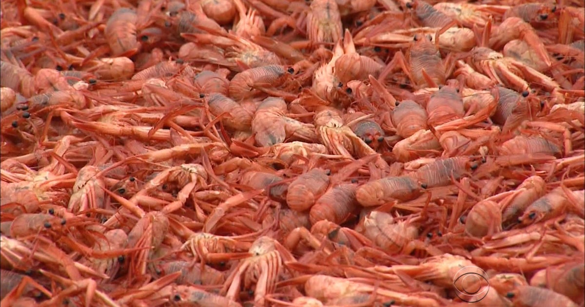 Millions of red tuna crabs invade California beaches CBS News