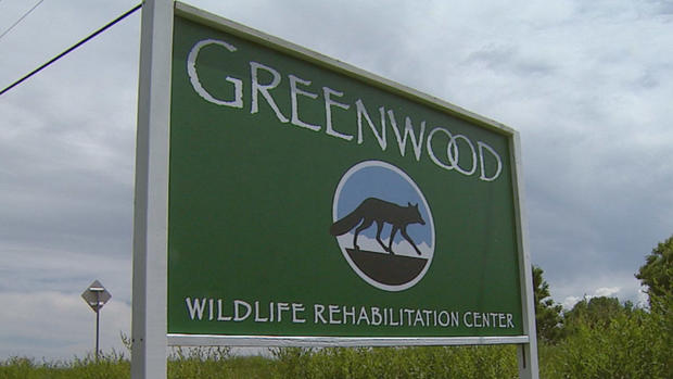greenwood wildlife rehab center 