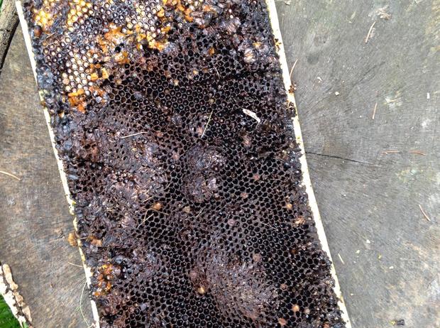 Bearprint Honeycomb 