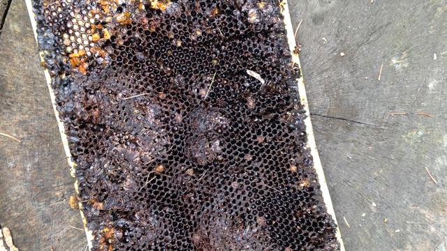 bearprint-honeycomb.jpg 