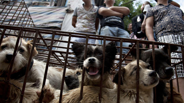 Dog meat eating festival 