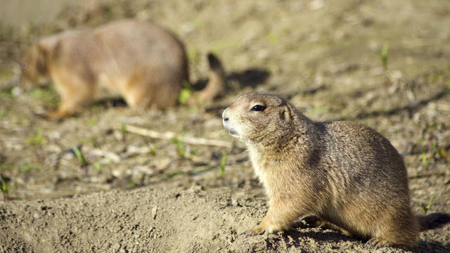 prairie dogs 