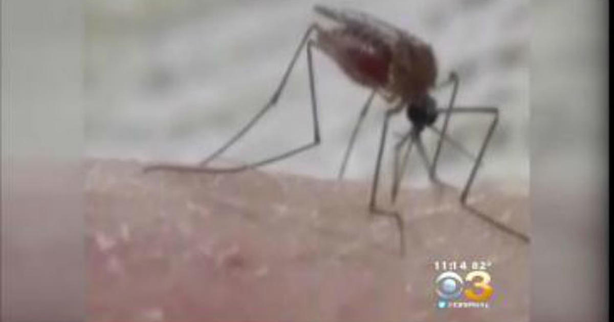 Cdc Investigates 14 Possible Sexually Transmitted Cases Of Zika In U S Cbs Philadelphia