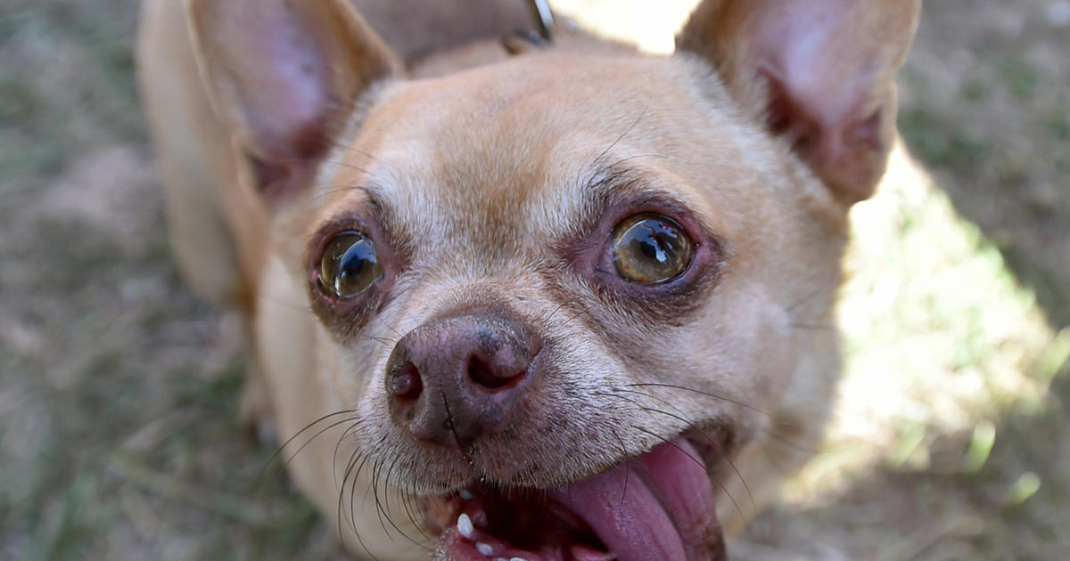 Photos: Are these dogs really ugly? You be the judge – Orange