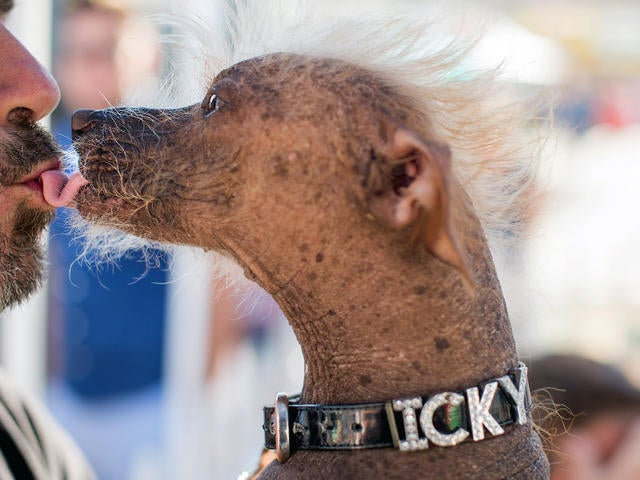 Ugliest store dog 2015