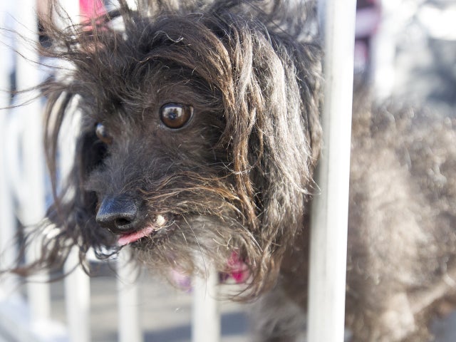 ugliest-dog-2015-478696326.jpg 
