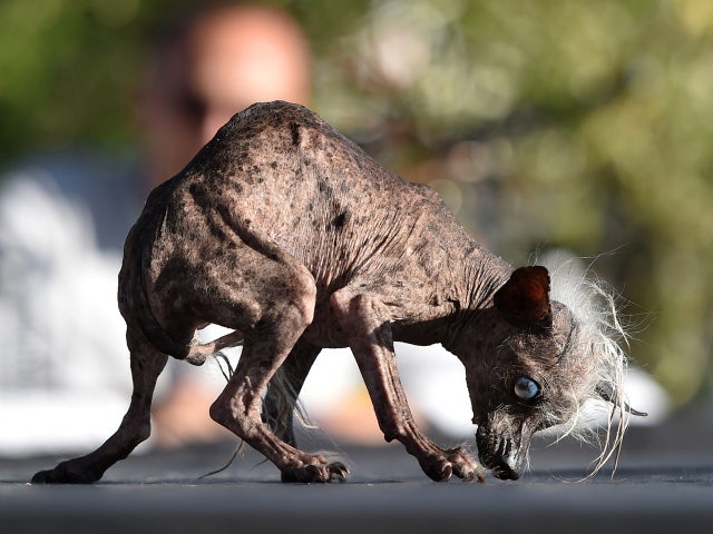 ugliest-dog-2015-478696902.jpg 
