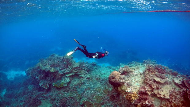 Coral bleaching hits Indian Ocean reefs 