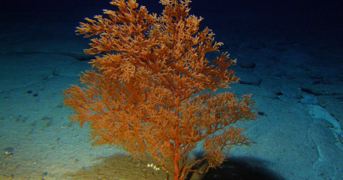 Newly identified coral can live for over 4,000 years - CBS News