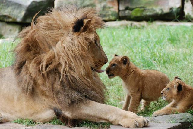 Adorable tiger cubs meet their dad for the 1st time - ABC News