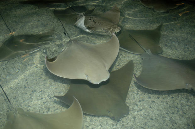 Cownose Ray-2 