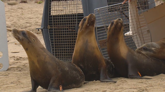 sea-lion-pup-release-02-promo.jpg 