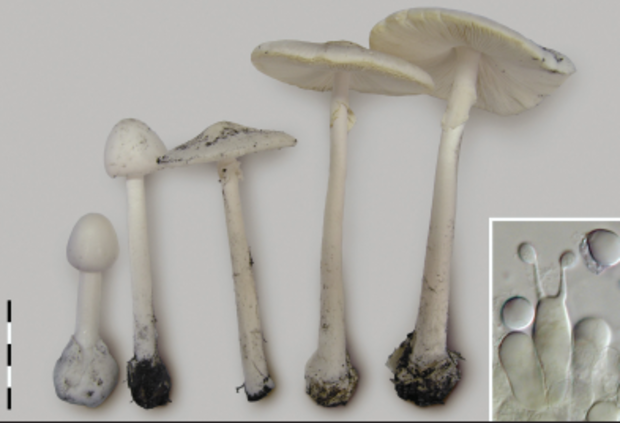 wild-mushrooms.png 