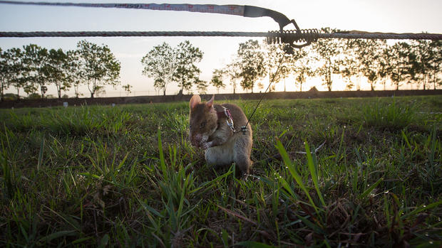 "HeroRATs" detect land mines and save lives 