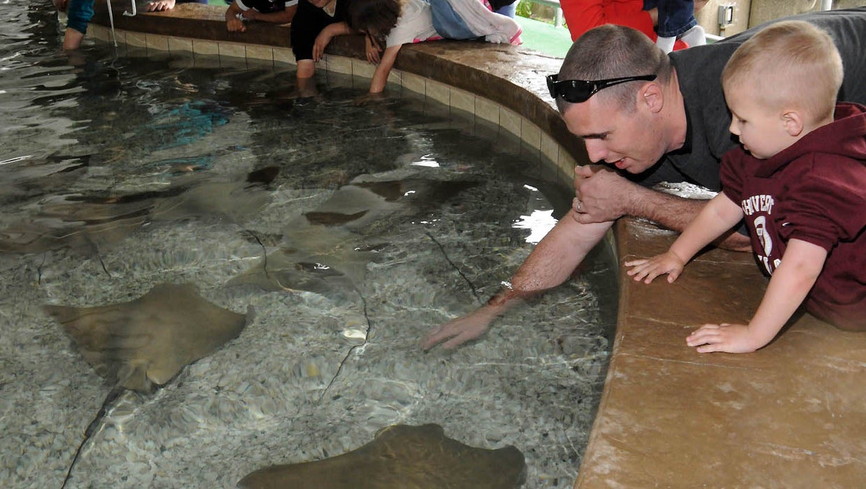 All 54 stingrays at Chicago zoo die at once CBS News