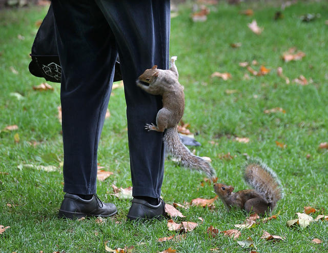 clipart of old lady feeding squirrels