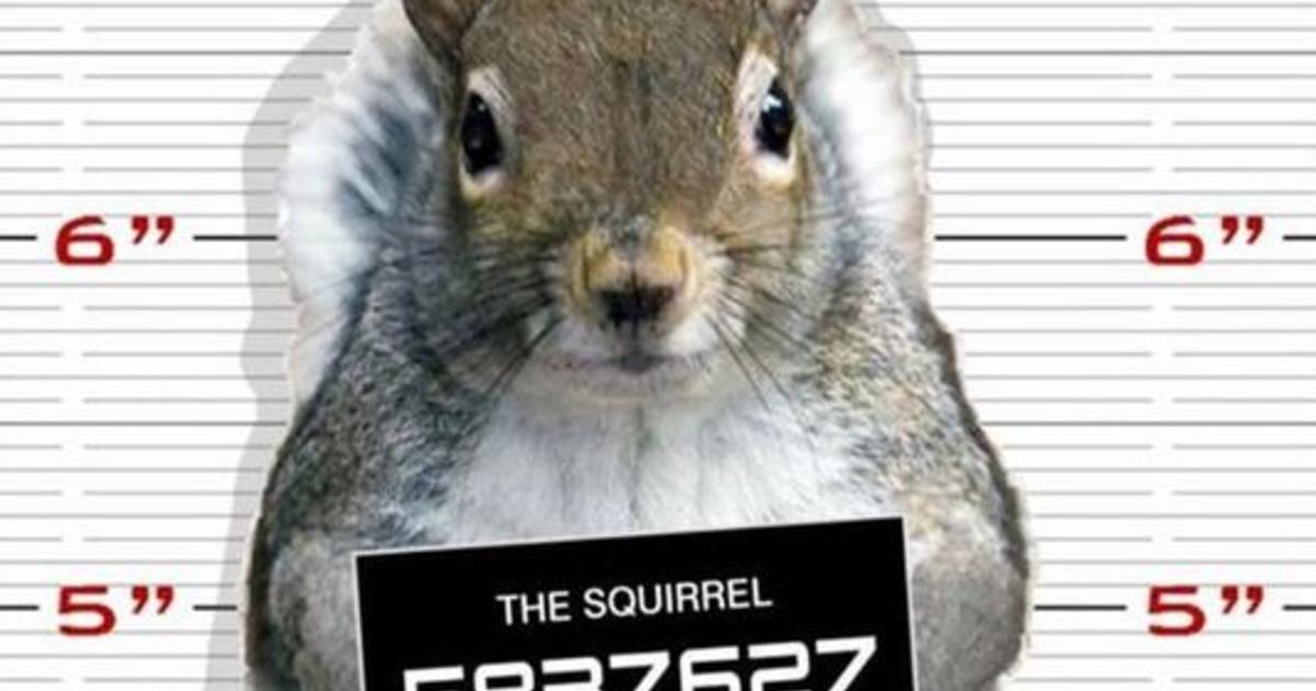 Yankees fans go nuts as squirrel scurries along fence