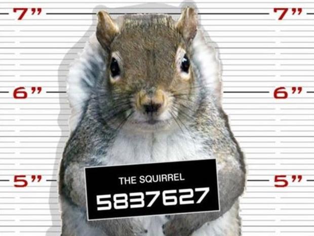 squirrel-mugshot.jpg 