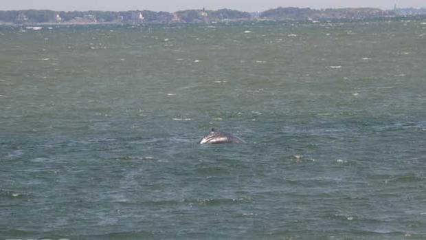 boston-harbor-whale 