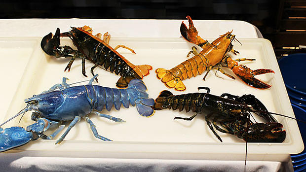 Lobster-3 