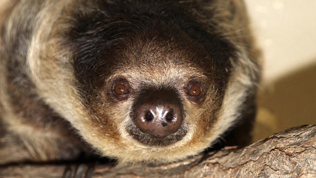 denver-zoo-sloth.jpg 