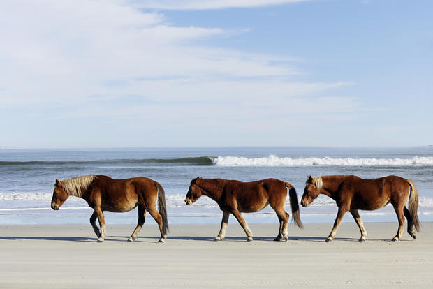 corolla beach wild horses north carolina 