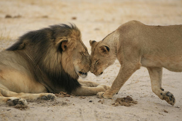 "Cecil" the lion walks through Zimbabwe's Hwange Game Reserve 