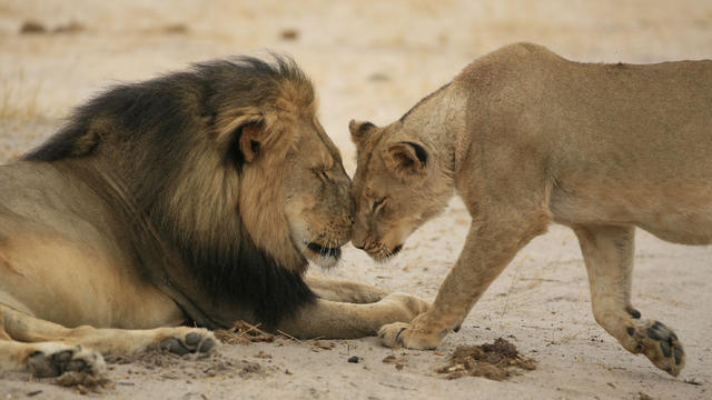 "Cecil" the lion walks through Zimbabwe's Hwange Game Reserve 