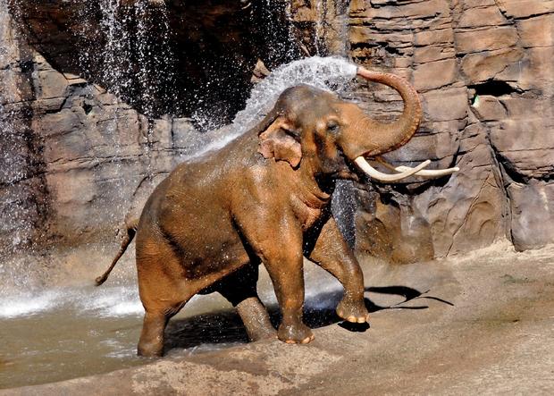 elephant Los Angeles Zoo and Botanical Gardens 
