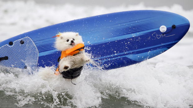 Surfin' canines 