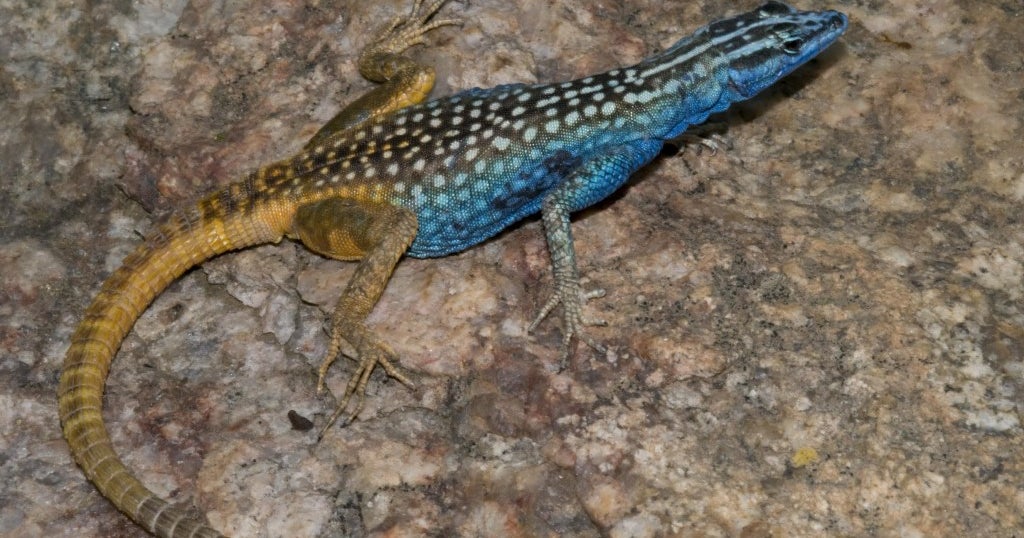 New two-toned lizard species named for David Attenborough - CBS News