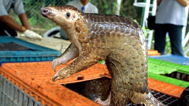 cbsn-fusion-endangered-pangolins-poached-for-their-scales-could-hold-answers-to-help-cure-coronavirus-in-humans-thumbnail-598231-640x360.jpg 