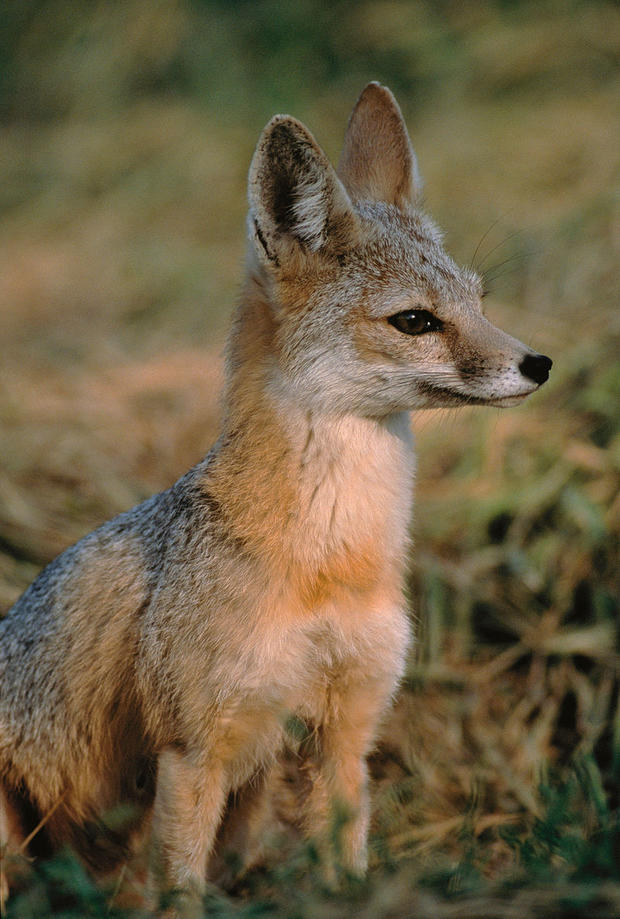 san-joaquin-kit-fox.jpg 
