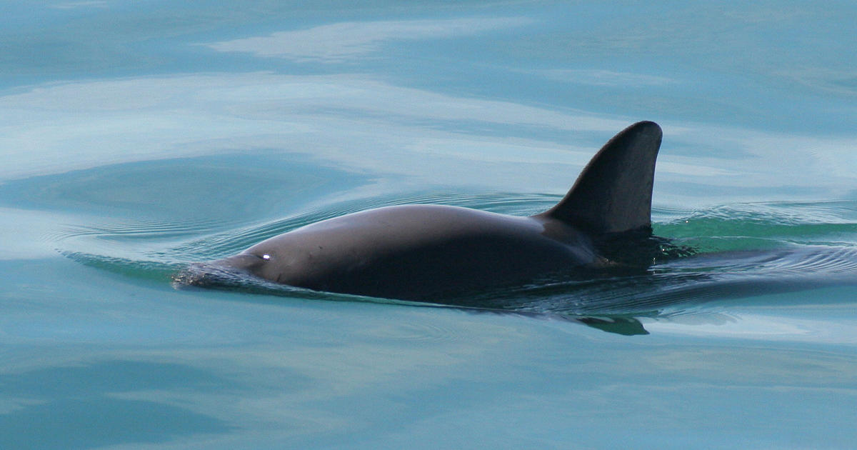Броят на критично застрашените морски свине в Мексико vaquita marina