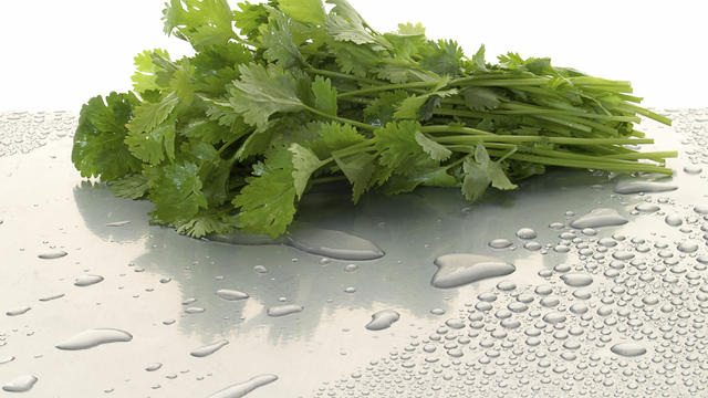 cilantro 