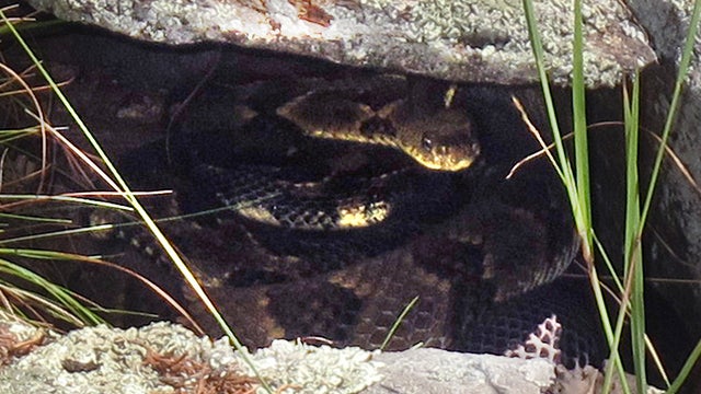 rattlesnakes 